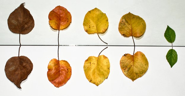 Leaves on white background