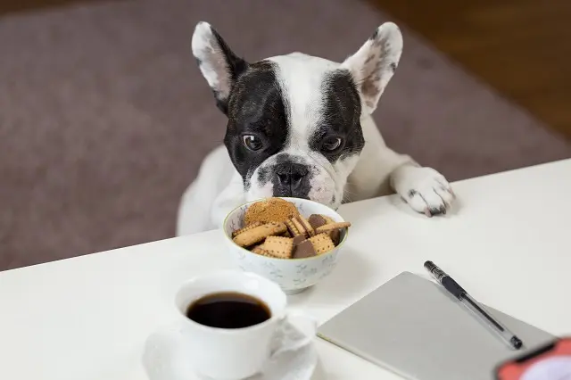 sales-landing-page-dog-food