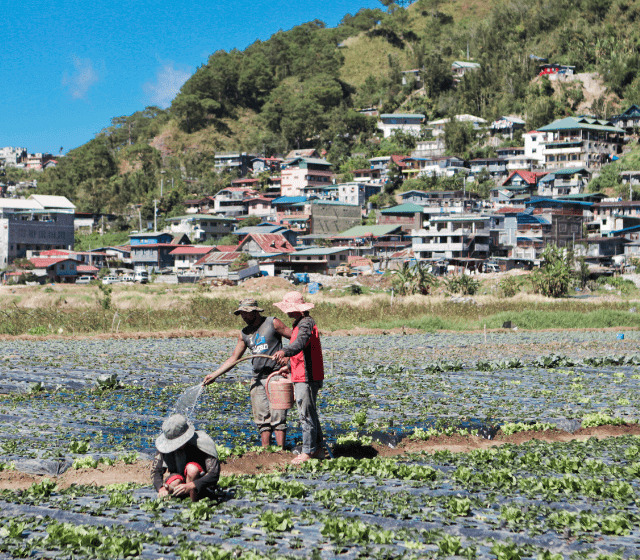 Three people harvesting vegetables