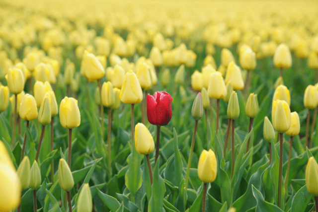 Red Tulip in the Middle of Yellow Tulips