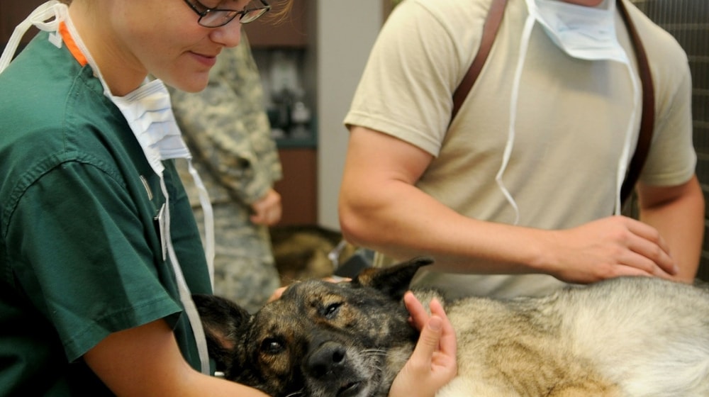 Business Registration Veterinarian with Dog