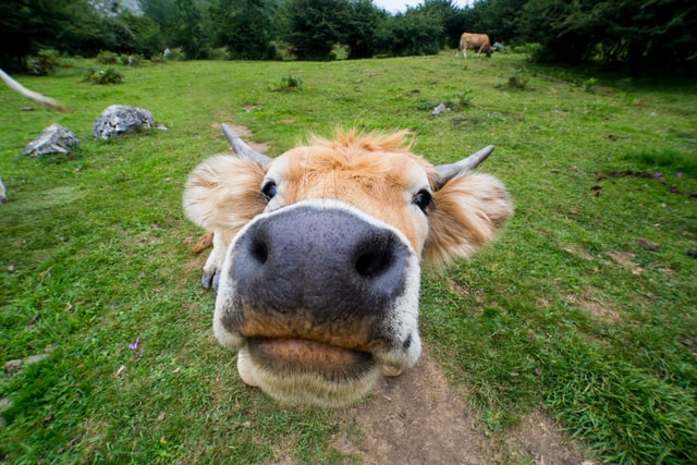 Buy Instagram Followers Closeup of Cow