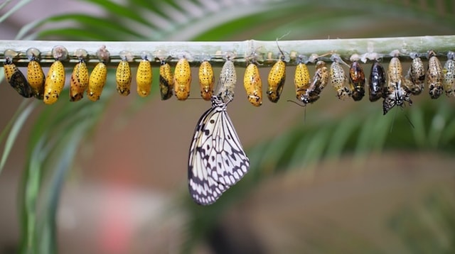 Digital Nomad Butterfly Hatching