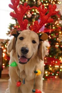 Dog wearing red antlers