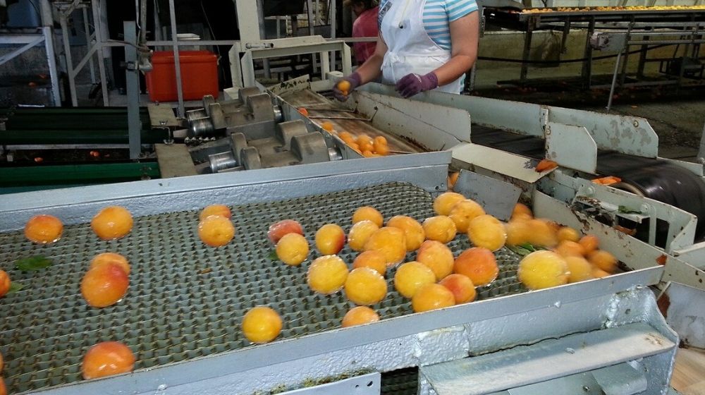 Operations Management Fruit Processing Factory