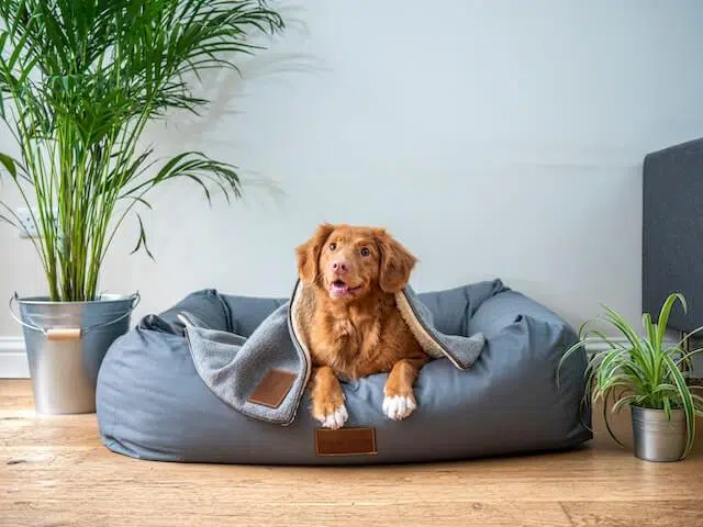 Irish Setter dog on a pet bed