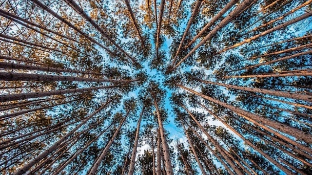 Business Strategy Looking Up at Tree Canopy