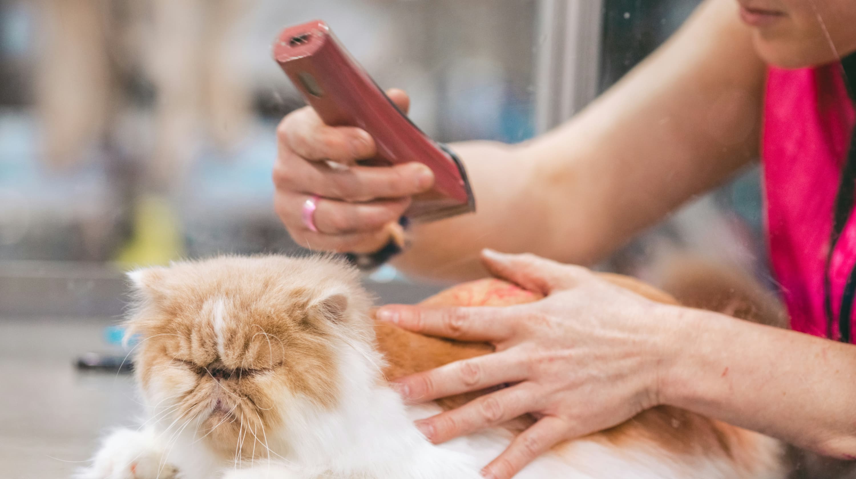 Woman grooming a cat with an electric razor