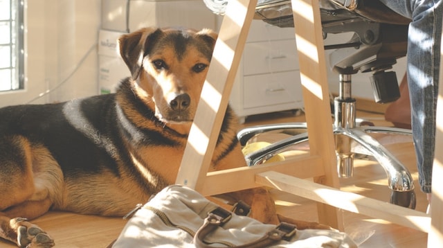 Home Based Business Dog Sitting Next to Desk