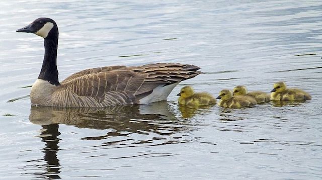 Influencer Marketing Goose with Goslings