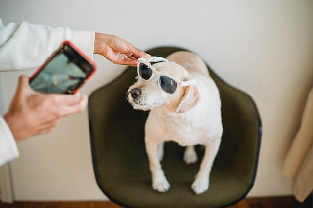 Someone taking photo of dog with sunglasses