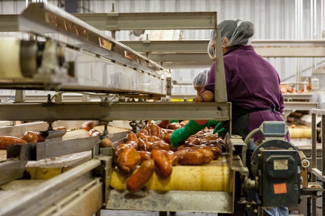 Factory worker cleaning sweet potatoes