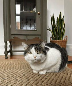 Myriam’s cat poses in front of a green cabinet