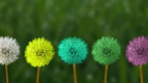 Row of multicoloured dandelions