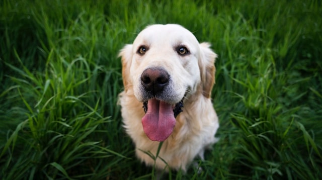 Dog in Grass