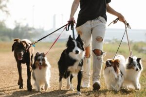 Woman in torn jeans walking five dogs