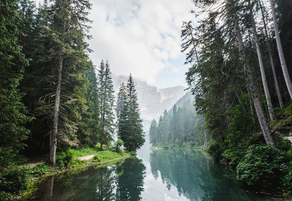 Imagen de un bosque con río cruzando por el medio