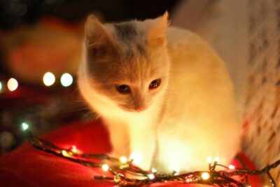 Gato luces de Navidad