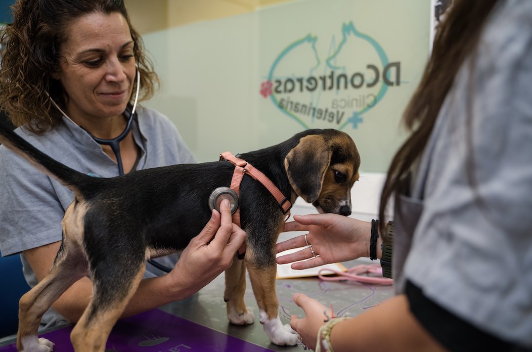 Entrevista a Diana, fundadora de la Clínica Veterinaria DContreras