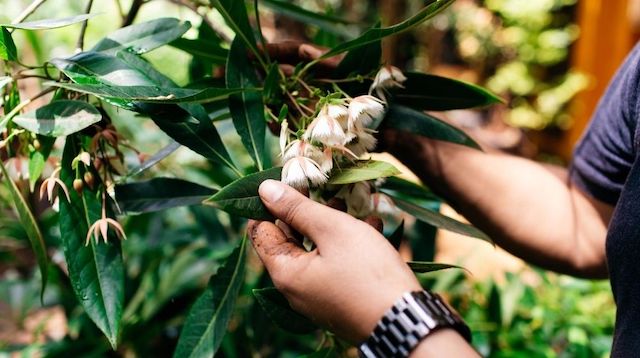 Person Examining Plant Outdoors