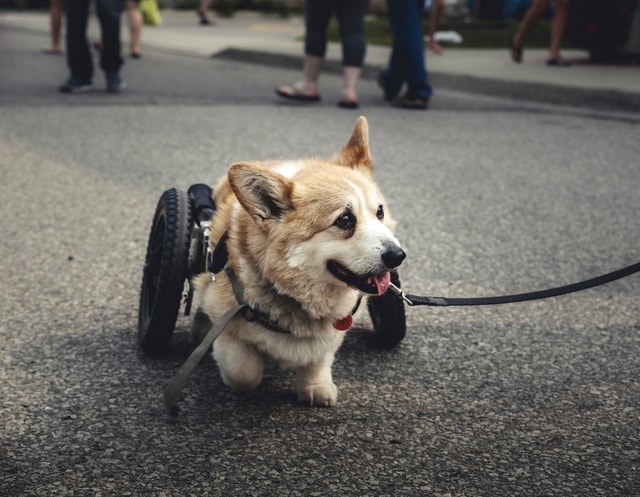 web tasarım hizmeti engelli köpek