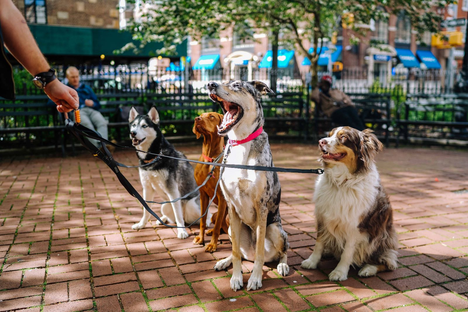 tasmalı gezdirme esnasında olan tatlı köpek fotoğrafı