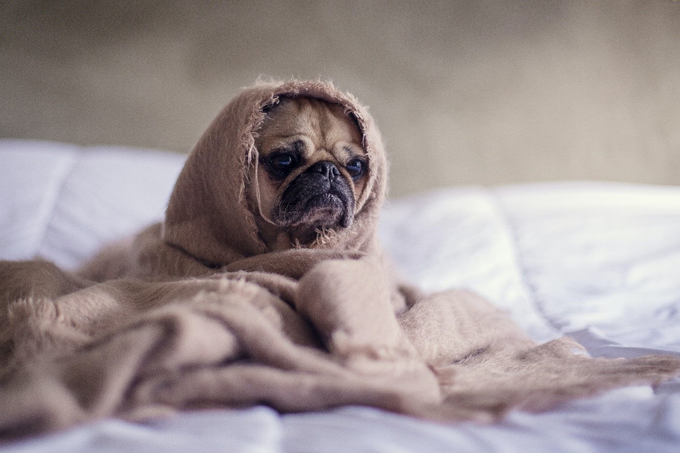 bir battaniye ile kafasını örtmüş sevimli bir köpek fotoğrafı