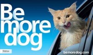 Be more dog campaign