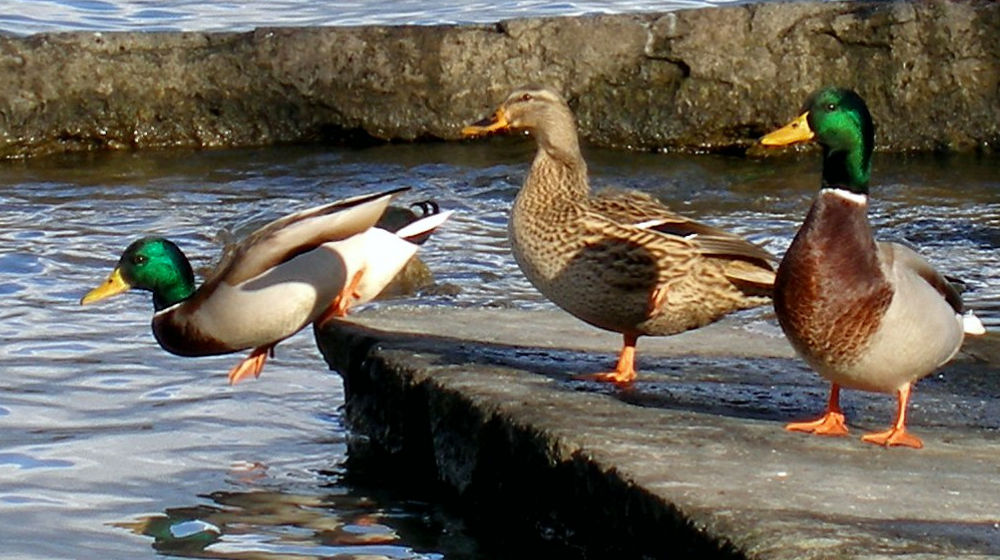 row of ducks jumping into water