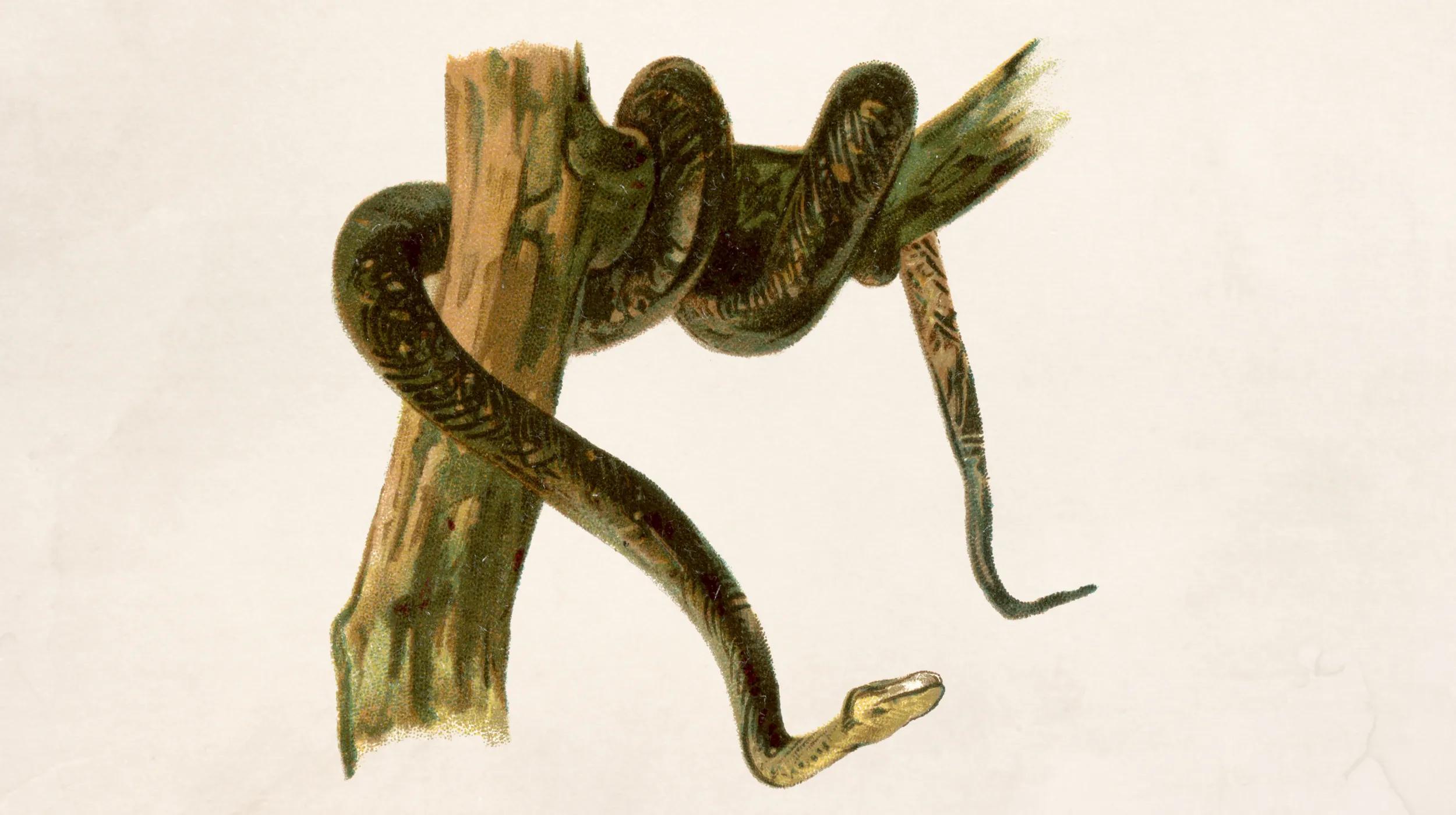 A vintage illustration of a snake coiled around two intersecting tree branches. The snake is depicted with a detailed, textured pattern along its body, and its head is slightly raised, showing the underside. The branches have a rough, natural appearance, and the background is a muted, beige color, giving the image an antique, natural history feel.