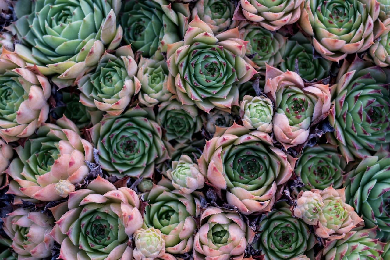 A group of green and pink succulents