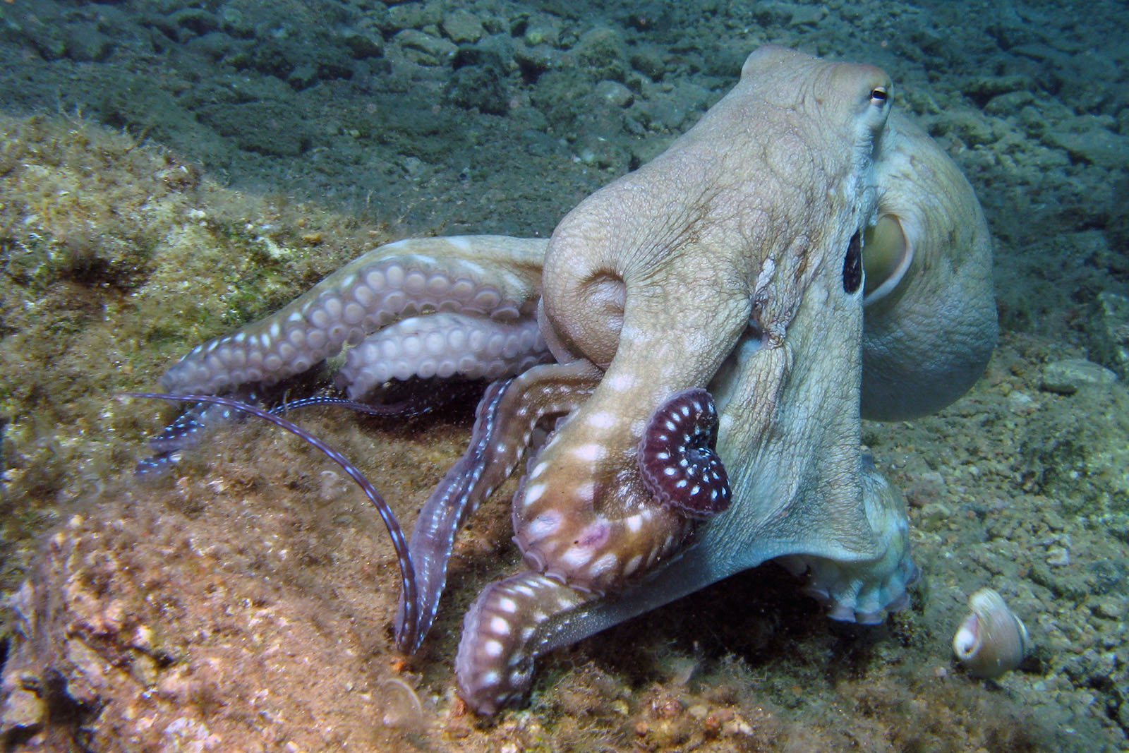 An octopus with a small octopus tentacles