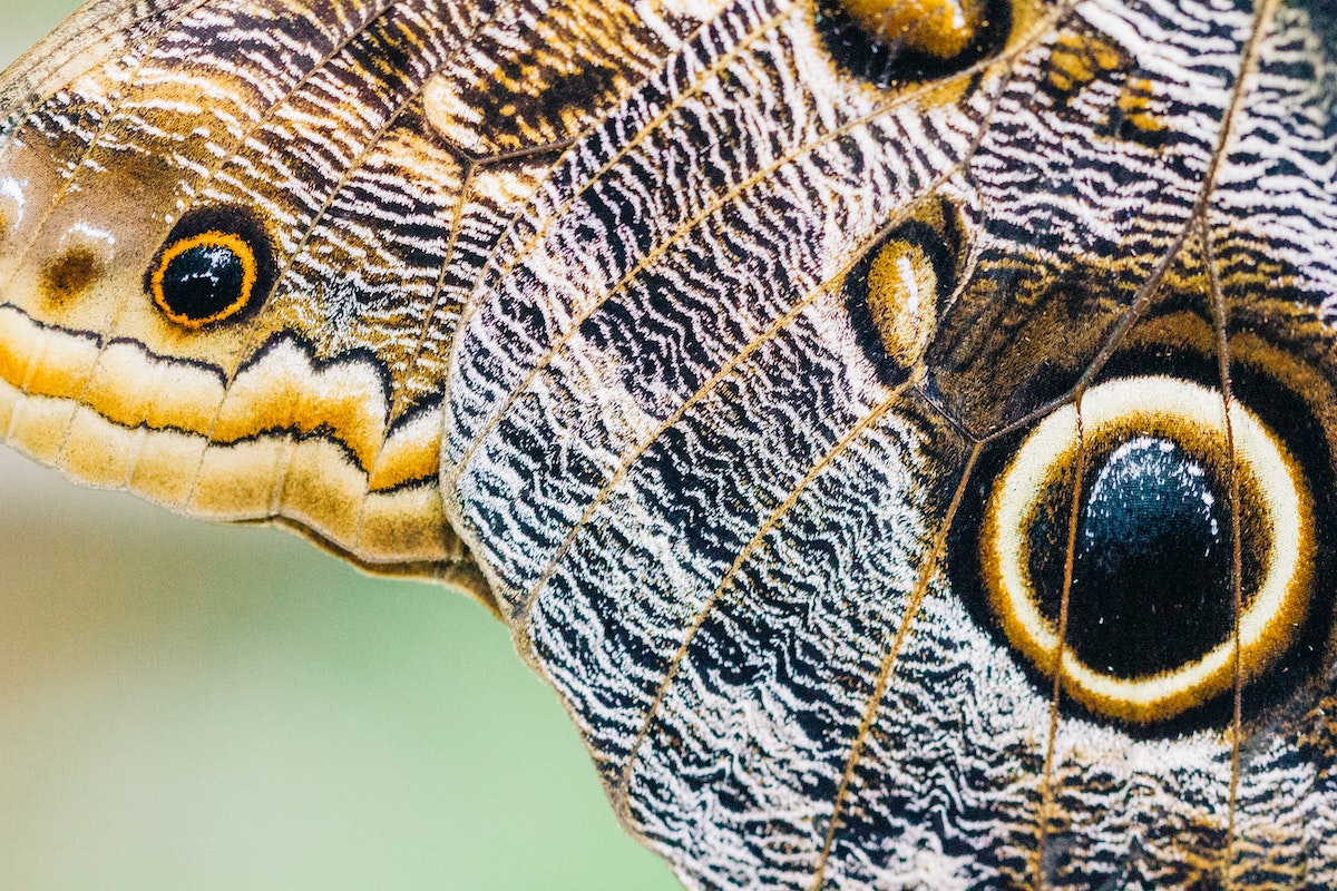 A close up of a butterfly wing