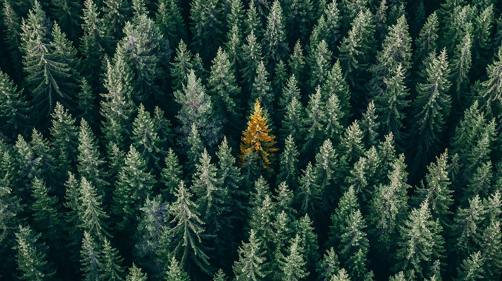 One Yellow Tree in Forest Green Pines Represents Standing Out