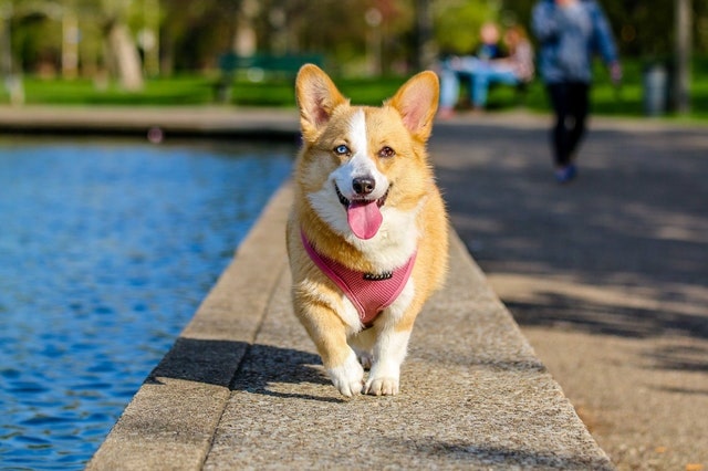 Corgi Walking on Sidewalk