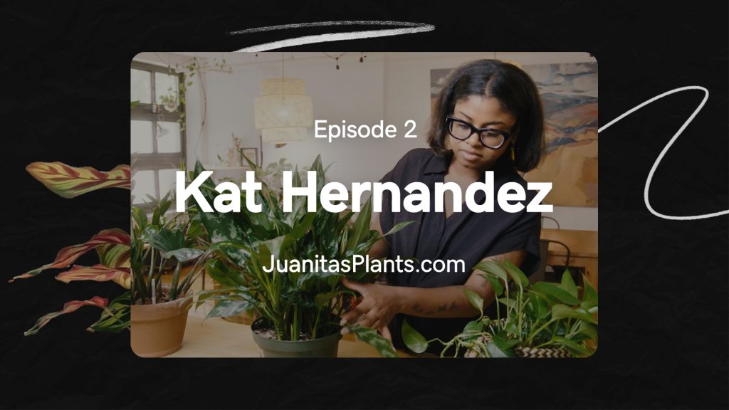 Juanita’s Plants Infographics